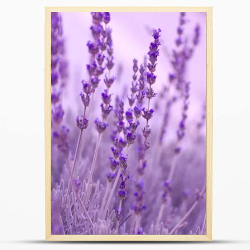 Lavender Plants