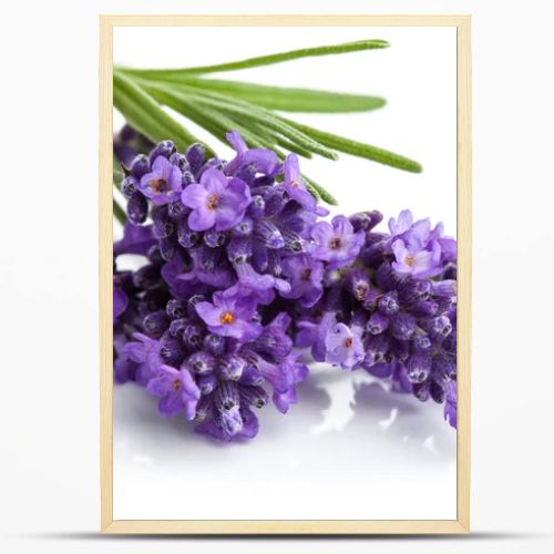 Lavender flower isolated