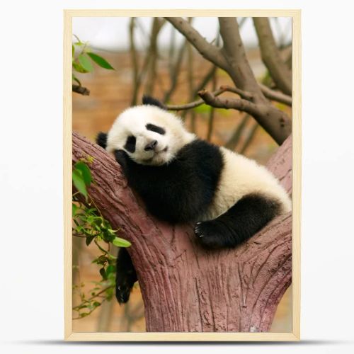 Sleeping giant panda baby
