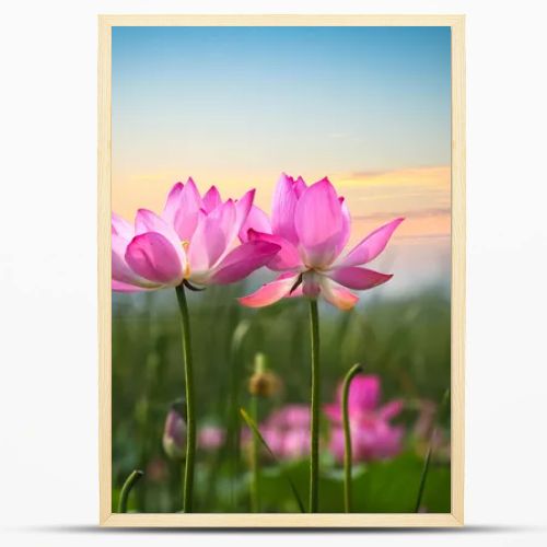 lotus flower in sunset