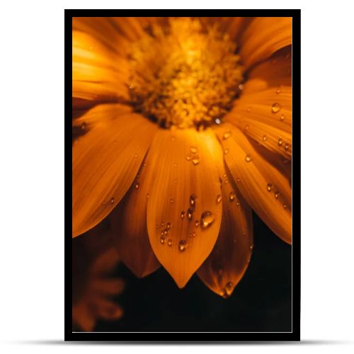 Gazania yellow flower closeup macro with water drops
