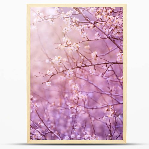 Cherry tree blossom