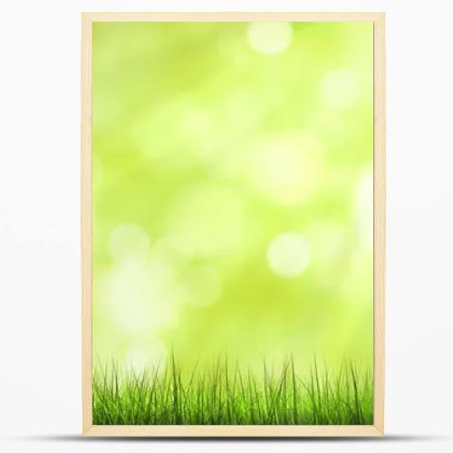 green grass and sunlight