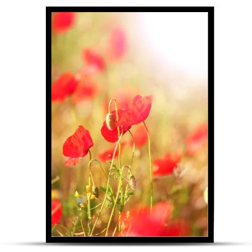 Meadow with red poppy flowers