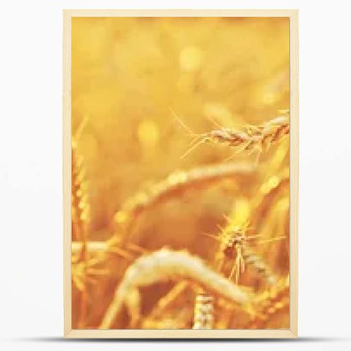 Wheat field
