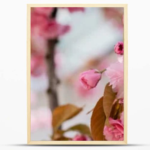 close up of blooming flowers on twig of cherry tree, banner