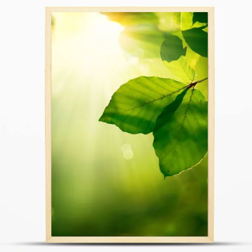 Nature Background. Green Leaves and Sunbeams