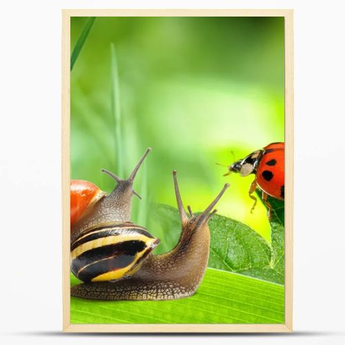 Two snails and ladybug looking at green background