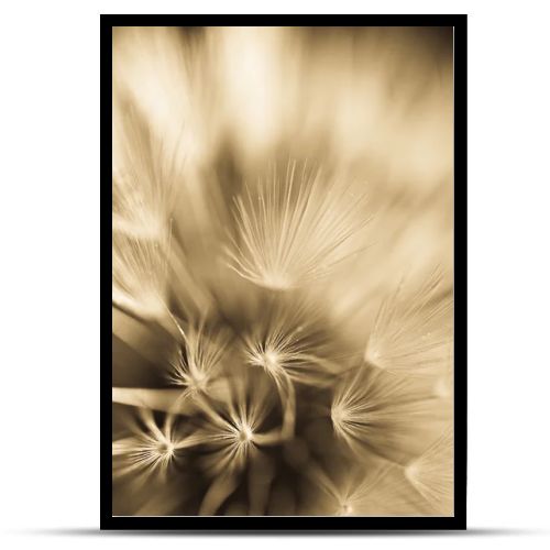 Abstract dandelion flower background, extreme closeup. Big dandelion on natural background.