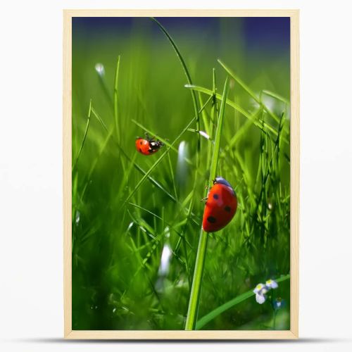 Nature green grass background. Two ladybugs closeup macro image