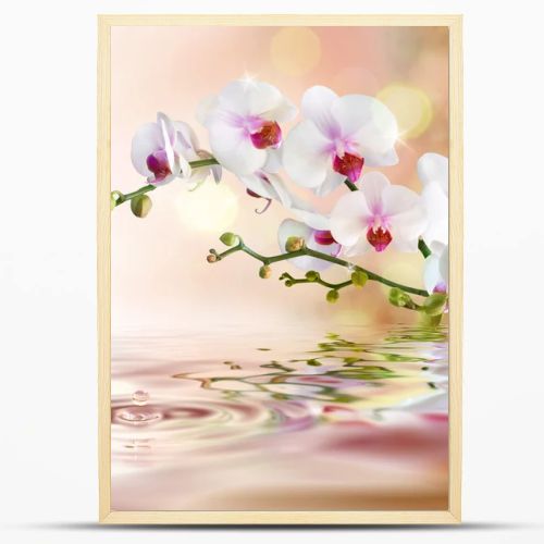 White orchids on water with drop