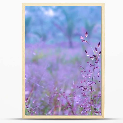  pink  grass flower  blooming with dew drops  