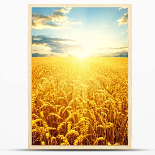 the wheat  background