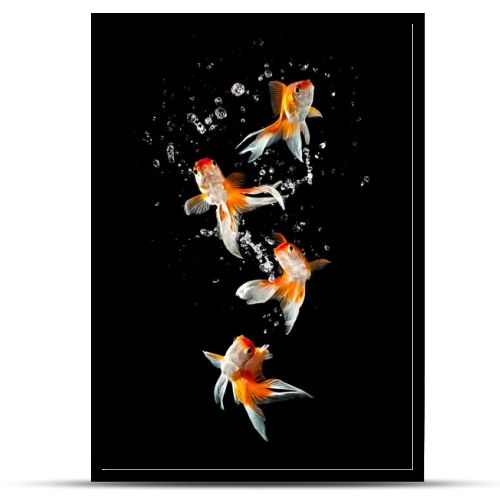 Goldfish jumps upwards from an aquarium on a dark background