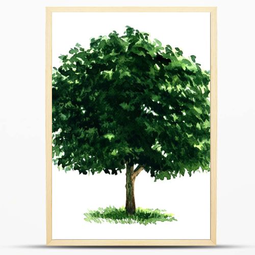 Beautiful fresh green deciduous tree isolated on white background