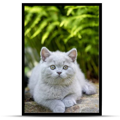 British shorthair kitten lying on a stone in the grass close-up, violet color. Signature space