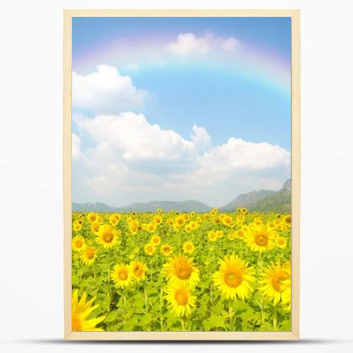Sunflower field