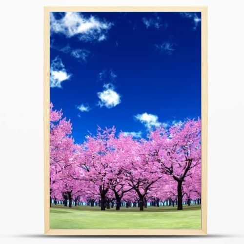 cherry trees