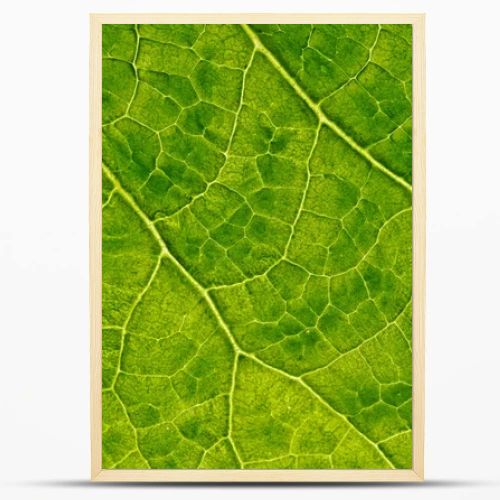 closeup plant texture background