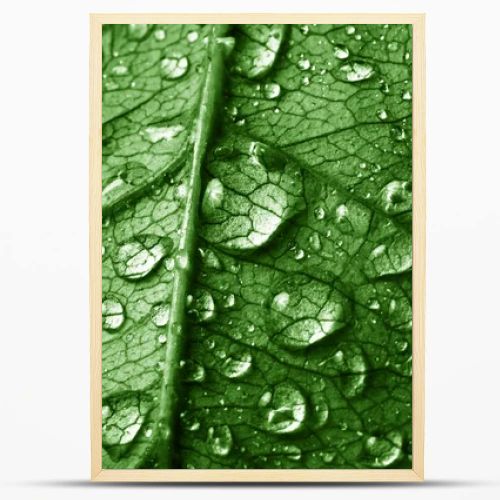 Photo Of Close Up Leaf With Water Drops