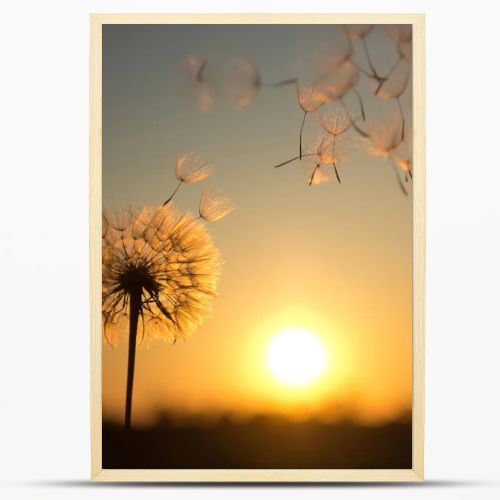 Dandelion against the backdrop of the setting sun
