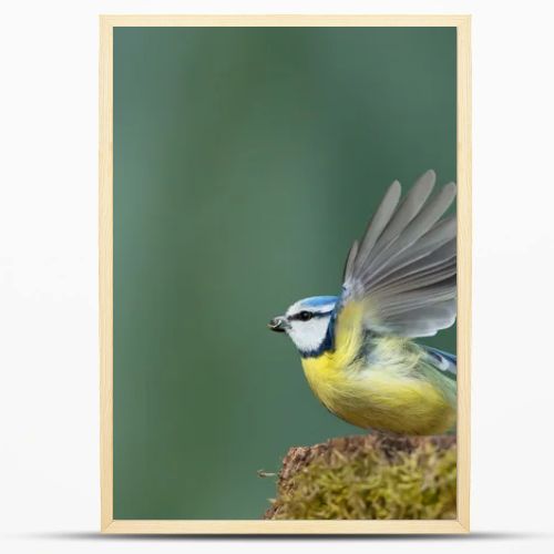 Eurasian blue tit taking off 