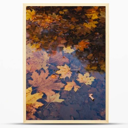 yellow maple leaves floating in water. copy space