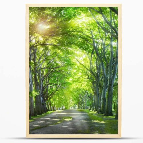 Way through the forest. Nature background with green summer trees.