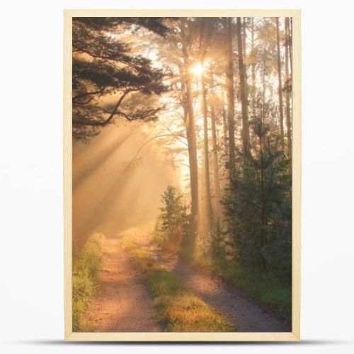 Sun rays in forest