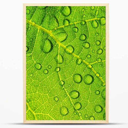 Water drops on fresh green leaf textur background