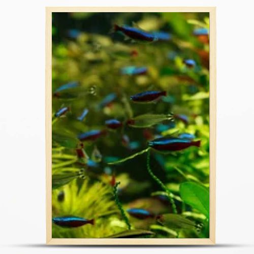 small fishes swimming under water among green seaweed in aquarium, panoramic shot