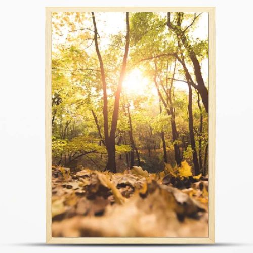 fallen leaves in autumn forest