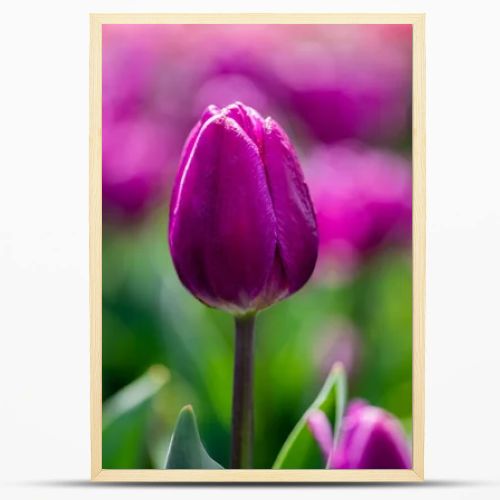 selective focus of beautiful purple colorful tulips