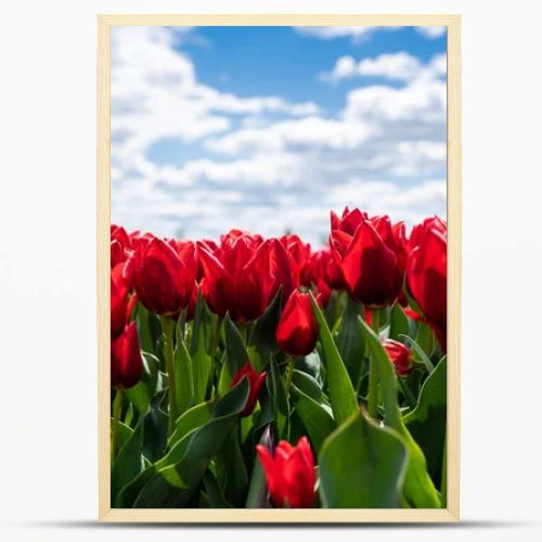 colorful red tulips against blue sky and clouds