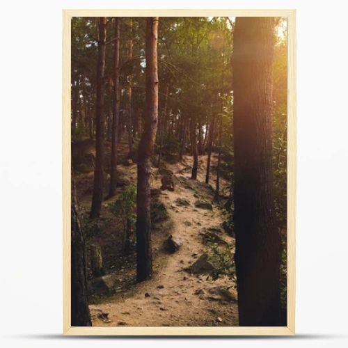 Footpath in forest at sunset