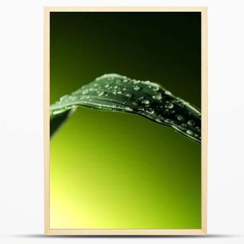 plant leaf with water drops