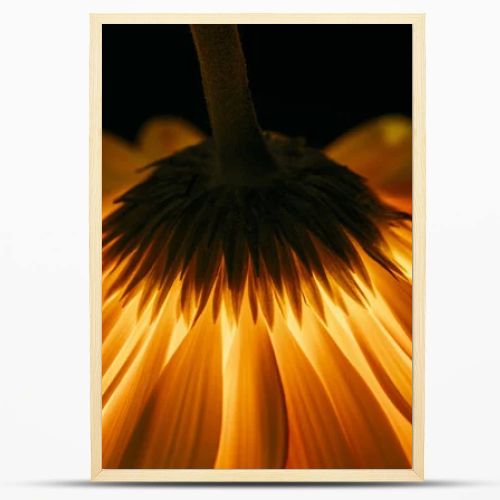 beautiful gerbera flower isolated on black