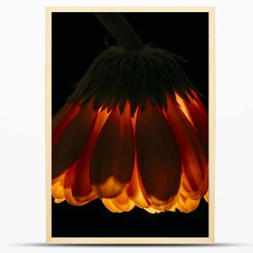 beautiful gerbera flower isolated on black