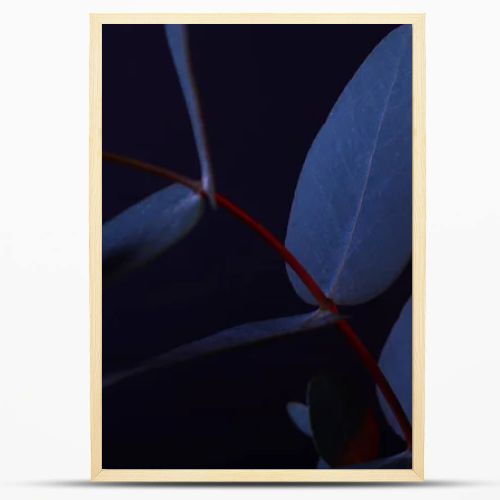 eucalyptus leaves on red twig on dark