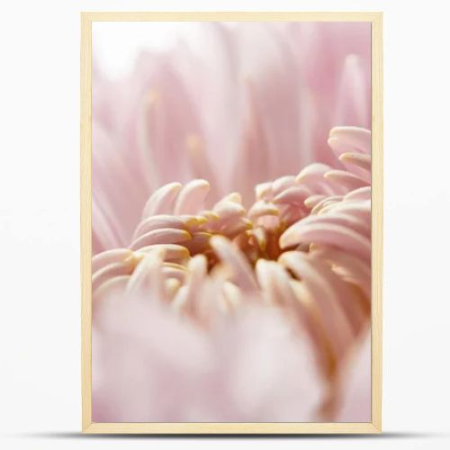 close up view of pink chrysanthemum isolated on white