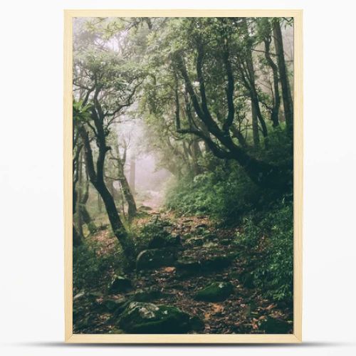 beautiful majestic trees and rocky trail in Indian Himalayas, Dharamsala, Baksu