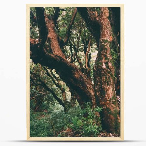 majestic trees growing in Indian Himalayas, Dharamsala, Baksu 