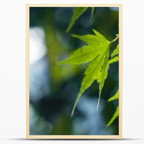 Close up view of green maple leaves, panoramic shot