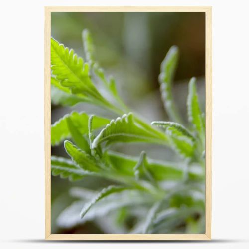 green leaves in the garden