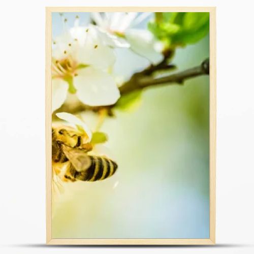 Close-up photo of a Honey Bee gathering nectar and spreading pollen on white flowers of white cherry tree. Important for environment ecology sustainability. Copy space