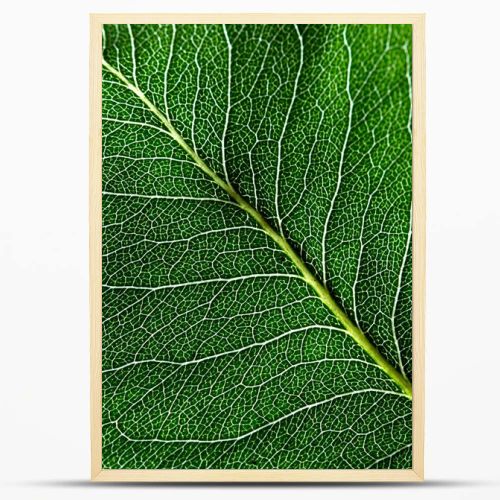 Macro photo of dark green leaf. Natural pattern of leaf vein as a background for your ideas. Top view