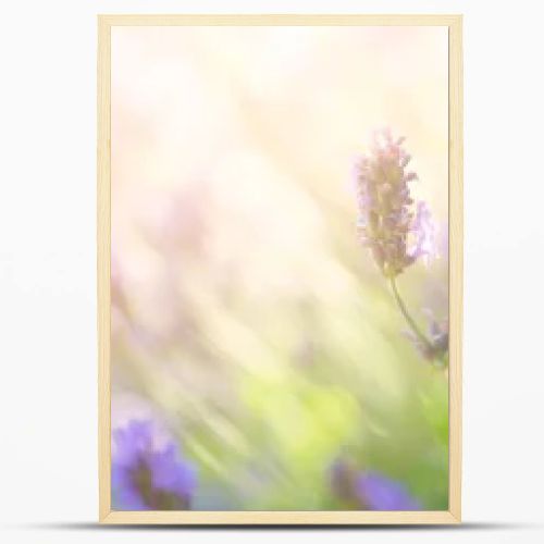 Summer floral landscape  beautiful summer lavender flower against evening sunny sky  nature landscape background.