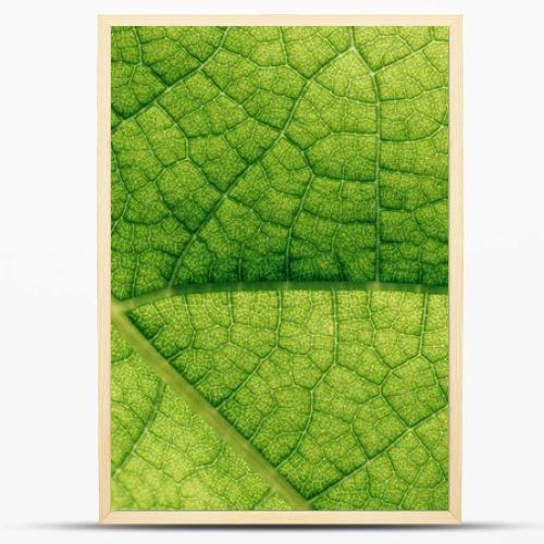 macro texture of natural green leaf 