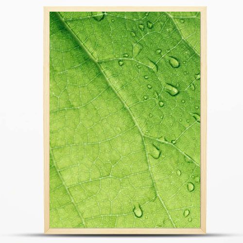 macro texture of green leaf with water drops 