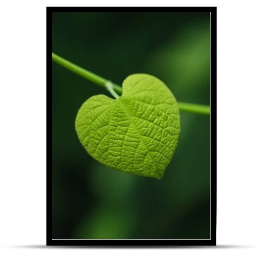 Heart shaped leaf on blurred green background